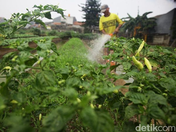 Lahan Berubah Fungsi, Jumlah Petani Gurem Meledak