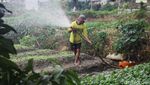 Lahan Berubah Fungsi, Jumlah Petani Gurem Meledak
