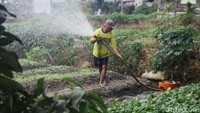 Data BPS tahun 2021 menyebut alih fungsi lahan sawah nasional bervariasi antara 60.000-80.000 hektar hektar per tahun. Jika indeks panen padi yang beralih fungsi antara 2,5-3% dengan produktivitas rata-rata 6 ton Gabah Kering Giling atau GKG/hektare, maka dalam lima tahun lahan sawah yang beralih fungsi antara 300.000-400.000 hektar dengan kehilangan hasil padi mencapai 1,8 juta ton-2.4 juta ton GKG.  