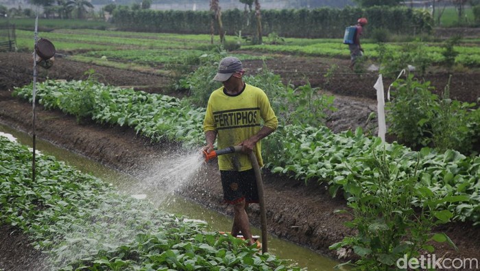 Pemerintah mencatat luas lahan pertanian di Indonesia hilang sekitar 100 ribu hektare per tahun. Akibatnya jumlah petani gurem pun meledak.