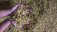Pemerintah desa setempat mencatat omset empat Dusun di Desa Cisarua, Kecamatan Cineam, dari petani cengkeh sebesar Rp 7,2 miliar per tahun.  