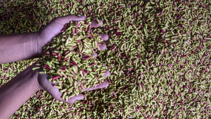 Omset petani cengkeh di Kabupaten Tasikmalaya Petani menjemur cengkeh saat musim panen raya di Desa Cisarua, Kabupaten Tasikmalaya, Jawa Barat, Rabu (21/8/2024). Pemerintah desa setempat mencatat omset empat Dusun di Desa Cisarua, Kecamatan Cineam, dari petani cengkeh sebesar Rp7,2 miliar per tahun dengan hasil panen cengkeh yang didapat selama panen raya sebesar 700 ton dari luas lahan 700 hektare. ANTARA FOTO/Adeng Bustomi/Spt.