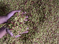 Geliat Petani Cengkeh di Tasikmalaya, Segini Penghasilannya
