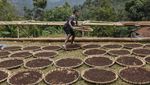 Geliat Petani Cengkeh di Tasikmalaya, Segini Penghasilannya