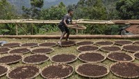 Hasil panen cengkeh yang didapat selama panen raya sebesar 700 ton dari luas lahan 700 hektare.  