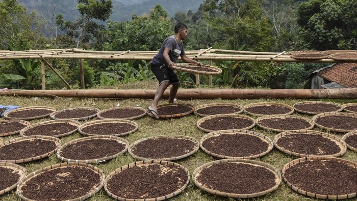 Petani menjemur cengkeh saat musim panen raya di Desa Cisarua, Kabupaten Tasikmalaya, Jawa Barat, Rabu (21/8/2024). Pemerintah desa setempat mencatat omset empat Dusun di Desa Cisarua, Kecamatan Cineam, dari petani cengkeh sebesar Rp7,2 miliar per tahun dengan hasil panen cengkeh yang didapat selama panen raya sebesar 700 ton dari luas lahan 700 hektare. ANTARA FOTO/Adeng Bustomi/Spt.