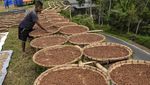 Geliat Petani Cengkeh di Tasikmalaya, Segini Penghasilannya