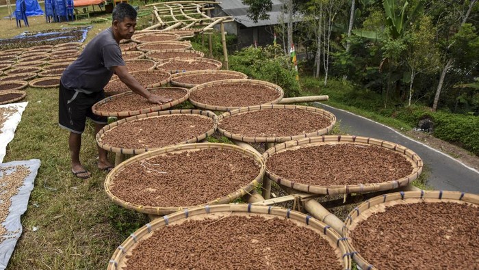 Omset petani cengkeh di Kabupaten Tasikmalaya Petani menjemur cengkeh saat musim panen raya di Desa Cisarua, Kabupaten Tasikmalaya, Jawa Barat, Rabu (21/8/2024). Pemerintah desa setempat mencatat omset empat Dusun di Desa Cisarua, Kecamatan Cineam, dari petani cengkeh sebesar Rp7,2 miliar per tahun dengan hasil panen cengkeh yang didapat selama panen raya sebesar 700 ton dari luas lahan 700 hektare. ANTARA FOTO/Adeng Bustomi/Spt.