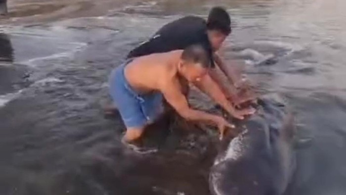 Paus terdampar di Pantai Bosowa, Makassar.