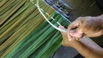 Potret Warga Aceh Barat Raup Cuan dari Daun Rumbia