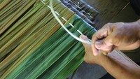 Meskipun bersaing dengan atap modern namun permintaan atap dari daun rumbia masih sangat diminati masyarakat terutama untuk kebutuhan pembuatan atap rumah tradisional dan atap pondok wisata dengan harga jual Rp8.000 per lembar.   