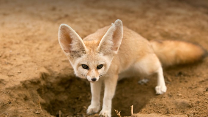 Rubah Fennec