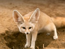 5 Hewan Terlucu di Dunia karena Wajah dan Tingkahnya, Pernah Lihat?