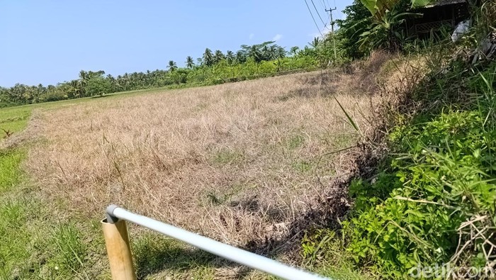 Salah satu sawah yang kekeringan di Pangandaran/