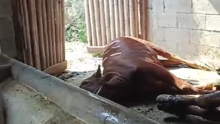 sapi mati mendadak di kota batu