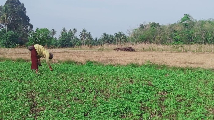 Sawah milik Misni yang ditanami sayur-sayuran akibat musim kemarau berkepanjangan di Musi Rawas