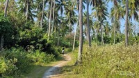 Perkebunan Kelapa di Pulau Sangiang