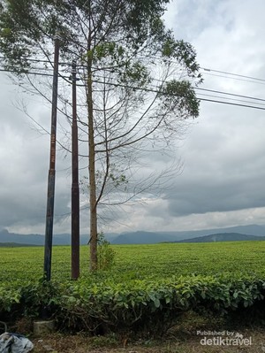 Kebun Teh di Kerinci Itu masih Menjunjung Kearifan Lokal