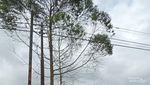 Kebun Teh di Kerinci Itu masih Menjunjung Kearifan Lokal