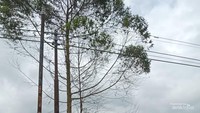 Indahnya Kebun Teh Kayu Aro Kerinci dengan Kearifan Lokal Unik