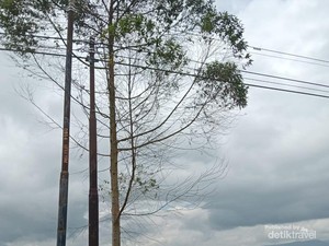 Kebun Teh di Kerinci Itu masih Menjunjung Kearifan Lokal