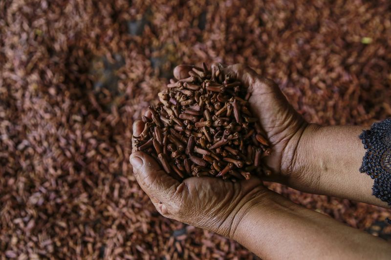 Petani menjemur cengkeh basah di dalam tenda di Desa Gurabunga Tidore Kepulauan, Maluku Utara, Kamis (22/8/2024). Musim panen cengkeh di daerah itu terkendala proses pengeringan dari normalnya selama empat hari menjadi sepekan akibat anomali cuaca, sementara harga cengkeh di tingkat petani mengalami penurunan dari Rp100 ribu menjadi Rp90 ribu per kilogram karena adanya panen raya. ANTARA FOTO/Andri Saputra/tom.