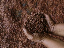 Aturan Kemasan Rokok Baru Picu Polemik