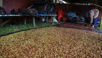 Petani menjemur cengkeh basah di dalam tenda di Desa Gurabunga Tidore Kepulauan, Maluku Utara, Kamis (22/8/2024).