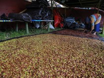 Anomali Cuaca Bikin Harga Cengkeh Merosot