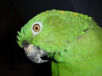 Tidak Hanya Manusia, Ternyata Burung Beo Punya Dialek dan Aksen Daerah