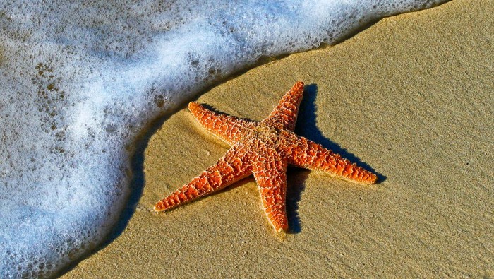 Bintang laut