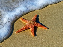 Hewan Invertebrata: Pengertian, Ciri, Klasifikasi, dan Contohnya