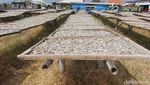 Renyahnya Ikan Asin Teri Asal Pantai Baro Cirebon