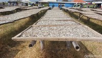 Deretan ikan teri asin yang dijemur produsen asal Pantai Baro menggunakan alat sederhana yang terbuat dari bambu. Foto: Devteo Mahardika/detikJabar