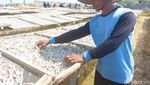 Renyahnya Ikan Asin Teri Asal Pantai Baro Cirebon
