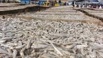 Renyahnya Ikan Asin Teri Asal Pantai Baro Cirebon