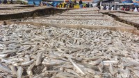 Keunikan dari ikan teri asin produksi Pantai Baro adalah rasanya yang gurih dan teksturnya yang renyah, menjadikannya favorit di pasar lokal maupun nasional.  Foto: Devteo Mahardika/detikJabar