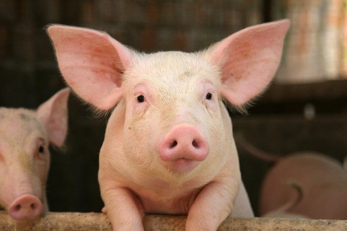 10 Istilah Daging Babi yang Harus Diwaspadai Muslim Agar Tak Terkecoh