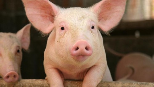 10 Istilah Daging Babi yang Harus Diwaspadai Muslim Agar Tak Terkecoh