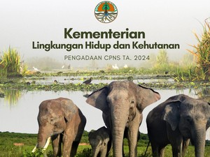 CPNS KLHK 2024 Buka Kebutuhan Guru dan Lulusan SMA, Cek Jabatan-Besaran Gajinya