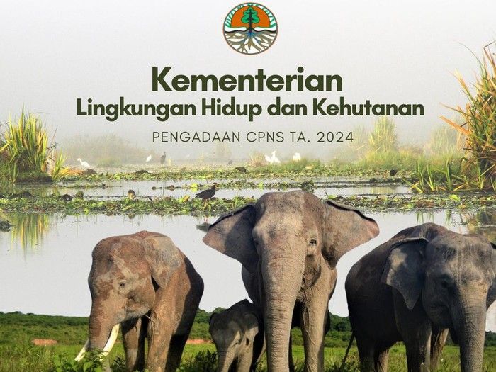KLHK buka lebih dari 3000 formasi CPNS. Ada kebutuhan guru dan formasi untuk lulusan SMA.