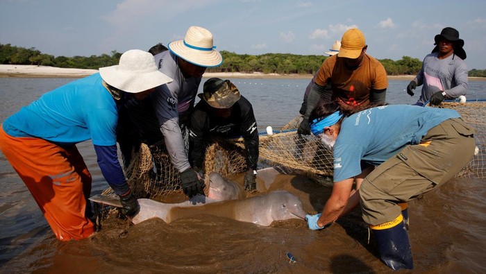 Field researchers from the Mamiraua Institute of Sustainable Development check the health of a rare Amazon river dolphin, also known as the pink river dolphin, during an expedition aimed at assessing the health of these animals and installing a GPS tag to monitor their movements and how they react to the heat in the lake during this year's drought following the death of 300 dolphins last year, most of which were in Lake Tefe according to the project head of the Mamiraua Institute, in Tefe, Amazonas state, Brazil, August 19, 2024. REUTERS/Bruno Kelly