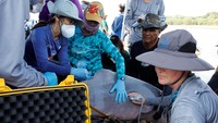 Dalam dampak buruk dari kekeringan terpanjang dalam sejarah hutan hujan yang tercatat tahun lalu, bangkai lebih dari 200 lumba-lumba sungai ditemukan mengambang di anak sungai Amazon. Para peneliti percaya bahwa permukaan air sungai yang rendah selama kekeringan memanaskan air hingga mencapai suhu yang tidak dapat ditoleransi oleh lumba-lumba. Ribuan ikan juga mati di sungai Amazon karena kekurangan oksigen di dalam air.