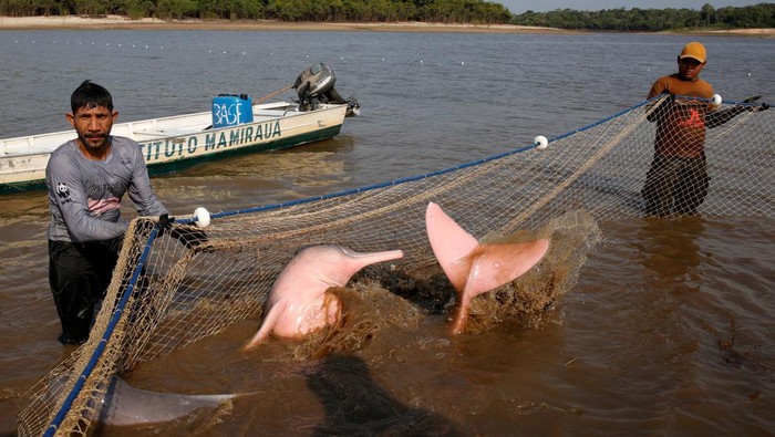 Lumba-lumba Langka Amazon Diteliti untuk Hindari Dampak Perubahan Iklim Field researchers from the Mamiraua Institute of Sustainable Development check the health of a rare Amazon river dolphin, also known as the pink river dolphin, during an expedition aimed at assessing the health of these animals and installing a GPS tag to monitor their movements and how they react to the heat in the lake during this year's drought following the death of 300 dolphins last year, most of which were in Lake Tefe according to the project head of the Mamiraua Institute, in Tefe, Amazonas state, Brazil, August 19, 2024. REUTERS/Bruno Kelly