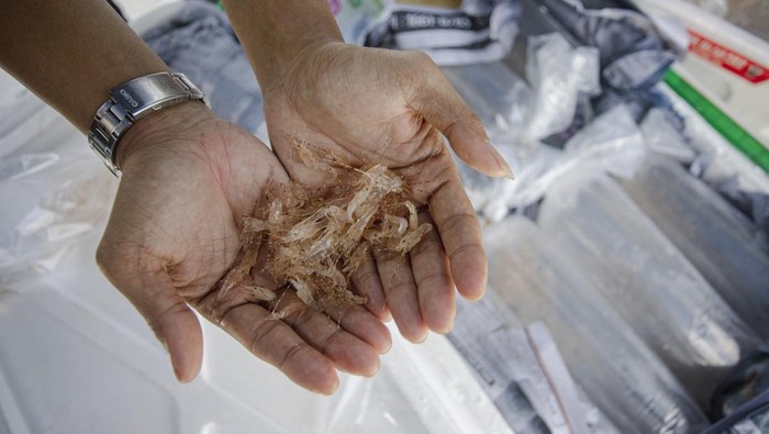 Penyenlundupan 795 Ribu Benih Lobster di Kepri Berhasil Digagalkan Personel Direktorat Jenderal Pengawasan Sumber Daya Kelautan dan Perikanan (PSDKP) mengamankan barang bukti saat konferensi pers pengungkapan kasus penyelundupan benih lobster di Batam , Kepulauan Riau, Kamis (22/8/2024). Patroli gabungan pengawasan laut Kementerian Kelautan dan Perikanan bersama Direktorat Jenderal Bea dan Cukai berhasil menggagalkan upaya penyelundupan 795 ribu ekor benih lobster senilai Rp90 miliar di Pulau Panjang, Karimun, Kepulauan Riau. ANTARA FOTO/Teguh Prihatna/wpa.