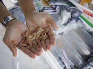 KKP Gagalkan Penyelundupan 1,3 Juta Benih Lobster Sepanjang 2025