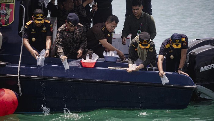 Penyenlundupan 795 Ribu Benih Lobster di Kepri Berhasil Digagalkan Personel Direktorat Jenderal Pengawasan Sumber Daya Kelautan dan Perikanan (PSDKP) mengamankan barang bukti saat konferensi pers pengungkapan kasus penyelundupan benih lobster di Batam , Kepulauan Riau, Kamis (22/8/2024). Patroli gabungan pengawasan laut Kementerian Kelautan dan Perikanan bersama Direktorat Jenderal Bea dan Cukai berhasil menggagalkan upaya penyelundupan 795 ribu ekor benih lobster senilai Rp90 miliar di Pulau Panjang, Karimun, Kepulauan Riau. ANTARA FOTO/Teguh Prihatna/wpa.