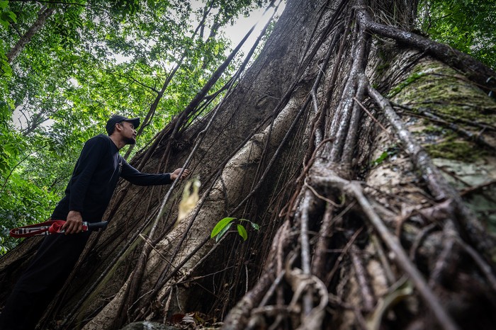 Ramai-ramai Ajakan Patungan Beli Hutan di Medsos, Memungkinkan Tidak?