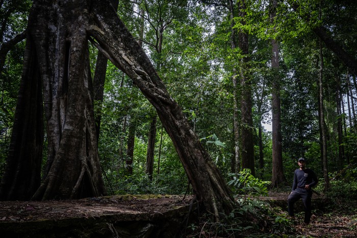 Seorang warga mengamati pohon beringin berukuran besar di Hutan Hujan Tropis Kahung, Desa Belangian, Kabupaten Banjar, Kalimantan Selatan, Rabu (21/8/2024). Hutan tersebut  memiliki kaeanekaragaman hayati khas Pegunungan Meratus seperti pohon Binuang Laki, Beringin yang berukuran besar dan aneka jenis jamur serta terdapat fenomena kejadian bumi (geologi) yang telah ditetapkan menjadi salah satu situs Geopark Meratus untuk diajukan ke UNESCO Global Geopark (UGG). ANTARA FOTO/Bayu Pratama S/foc.