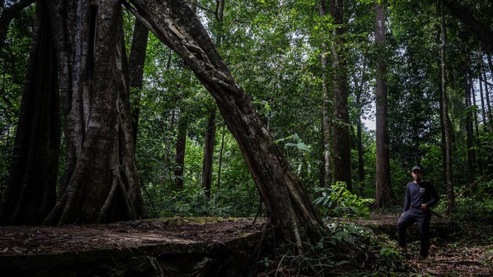 Seorang warga mengamati pohon beringin berukuran besar di Hutan Hujan Tropis Kahung, Desa Belangian, Kabupaten Banjar, Kalimantan Selatan, Rabu (21/8/2024). Hutan tersebut  memiliki kaeanekaragaman hayati khas Pegunungan Meratus seperti pohon Binuang Laki, Beringin yang berukuran besar dan aneka jenis jamur serta terdapat fenomena kejadian bumi (geologi) yang telah ditetapkan menjadi salah satu situs Geopark Meratus untuk diajukan ke UNESCO Global Geopark (UGG). ANTARA FOTO/Bayu Pratama S/foc.